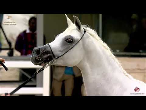 N 268 KARAMAH ALJAZIRA   The Breeders Cup   Kuwait 2020   Straight Egyptians   7 10 Years Old Mares