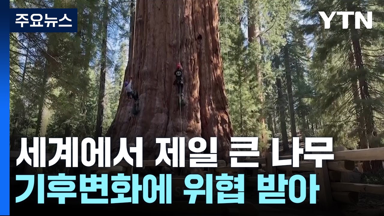 세계에서 제일 큰 나무도 '기후변화'가 두렵다
