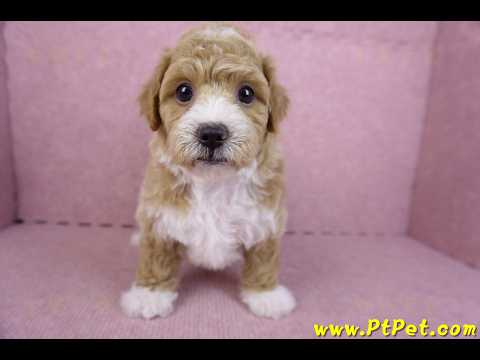 09/12泰迪比熊母幼犬1號(嘉義市)