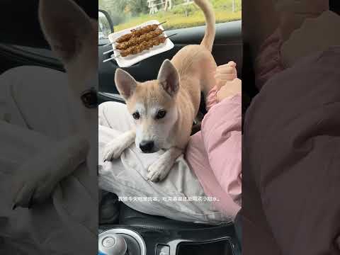 A dog that doesn t know which bed it s sleeping in#Urban life of Chinese village dogs