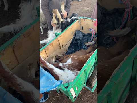 الطلب ولا ناقص على المعاز، الأمر لي خلا الجزارة يلقاو راحتهم بالشراء #المغرب #الصردي #حولي_صردي