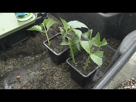 Dahlia Leaf cuttings, using age old rare method of taking cuttings