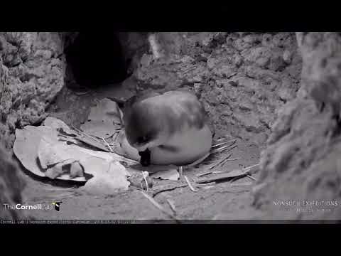 Cahow chick getting ready to hatch