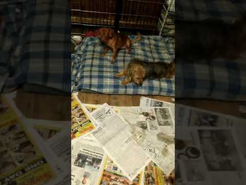 Devika, Dasha, Dottie and Diva