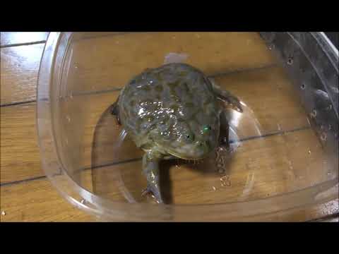 Funny frog non. Subtitle