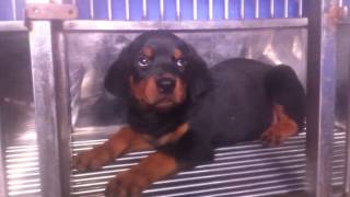 preview picture of video 'Bán chó rottweiler thuần chủng liên hệ 0986006465'