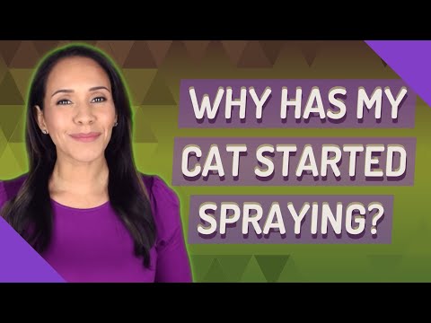 Why has my cat started spraying?