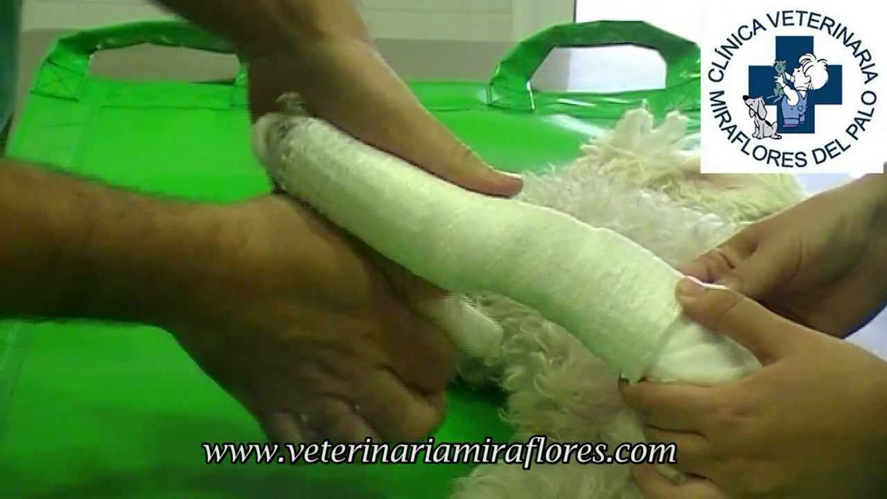 Cómo se coloca una férula en un perro. Cirugía Miraflores del Palo