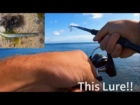 UK SEA BASS FISHING|ULTIMATE BASS LURE YOU NEED FOR CATCHING BASS!!