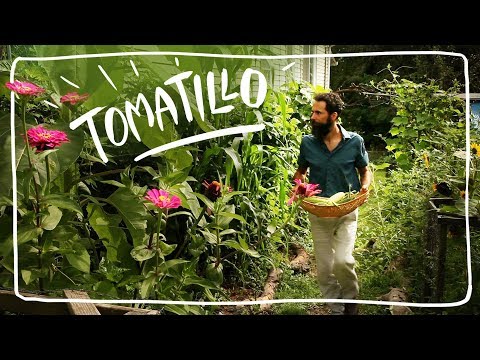 download lagu mp3 mp4 Growing Tomatillos Uk, download lagu Growing Tomatillos Uk gratis, unduh video klip Growing Tomatillos Uk