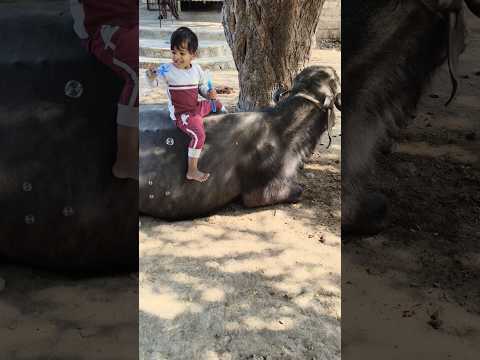 uzair ne buffalo pe bubble banaa diye 💞#shorts #short #buffalo