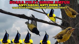 Download lagu SUARA PIKAT BURUNG SOGON AMPUH || PIKAT BURCIL AUTO TURUN !! mp3