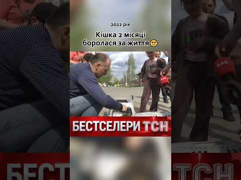 Як рятували знамениту кішку Бородянку. Бестселери ТСН