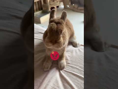 Cute Angry Rabbit🐰 #petshorts #pets #cute #bunny #rabbits #anggryrabbit