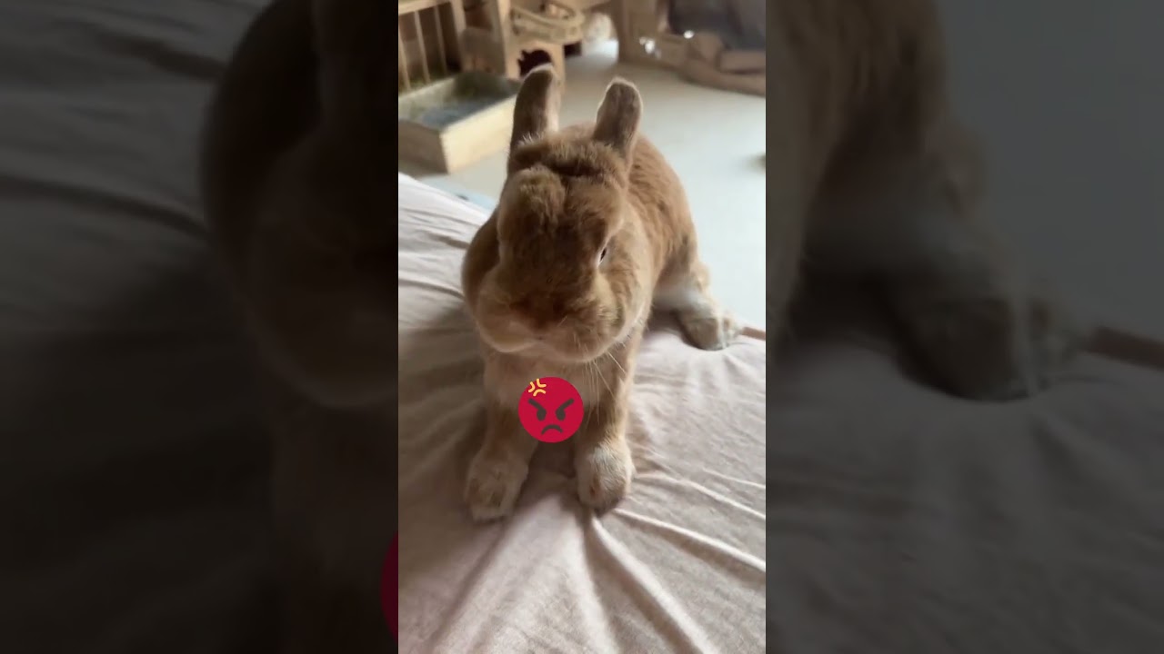 Cute Angry Rabbit🐰 #petshorts #pets #cute #bunny #rabbits #anggryrabbit