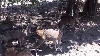 preview picture of video 'Tirupathi Zoo Videos - Deer Park on the Tirumala hills'