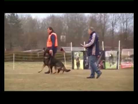 2013 FCI Quali. SV LG 13 Ronald Brenner mit Gerry vom Waisagrund Unterordnung