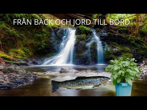 Tillaga bäcköring och odla potatis i hink