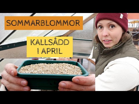 KALLSÅDD i APRIL - Sommarblommor som sås kallt i kanalplastväxthuset