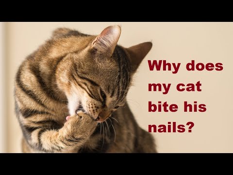 Ask Amy: Why Is My Cat Biting Her Claws And Picking Her Teeth?
