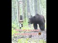 This Is Why You Should Never Scare A Bear Bear Scary Wildlife