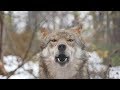 Mexican Gray Wolf Magdalena Howls