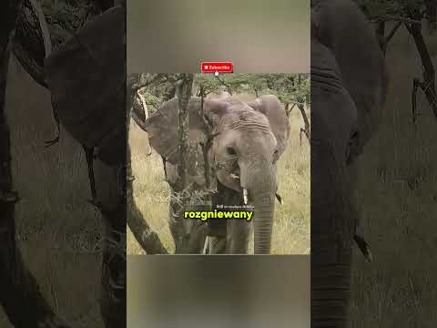 statnia Nadzieja Matki 😨 | #shorts