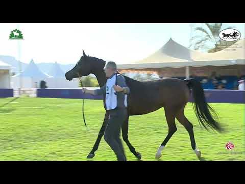 N 147 GHAZALAT AL KHALEDIAH   King Abdulaziz Arabian Horse Center Show 2021   Mares 10+ Years Old Cl