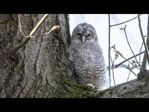 Wo der Waldkauz ruft