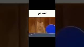 Cover art for goofy ahh cats 2