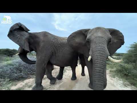 Big Bulls, Elephant Walks & One Gassy Surprise 🐘