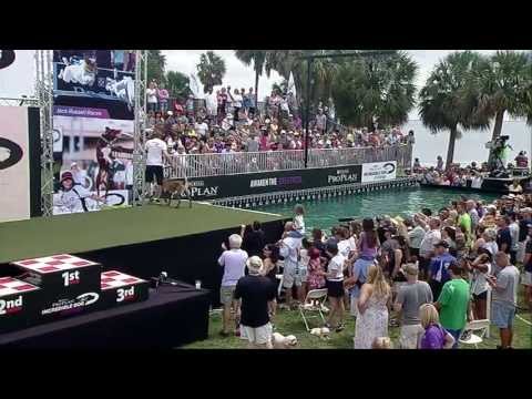 2013 IDC Eastern Regionals - Diving Dog