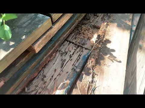 Large Colony of Carpenter Ants Underneath the Porch Steps in Kendall Park, NJ