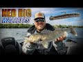 Ned Rig: The best WALLEYE bait no one’s throwing