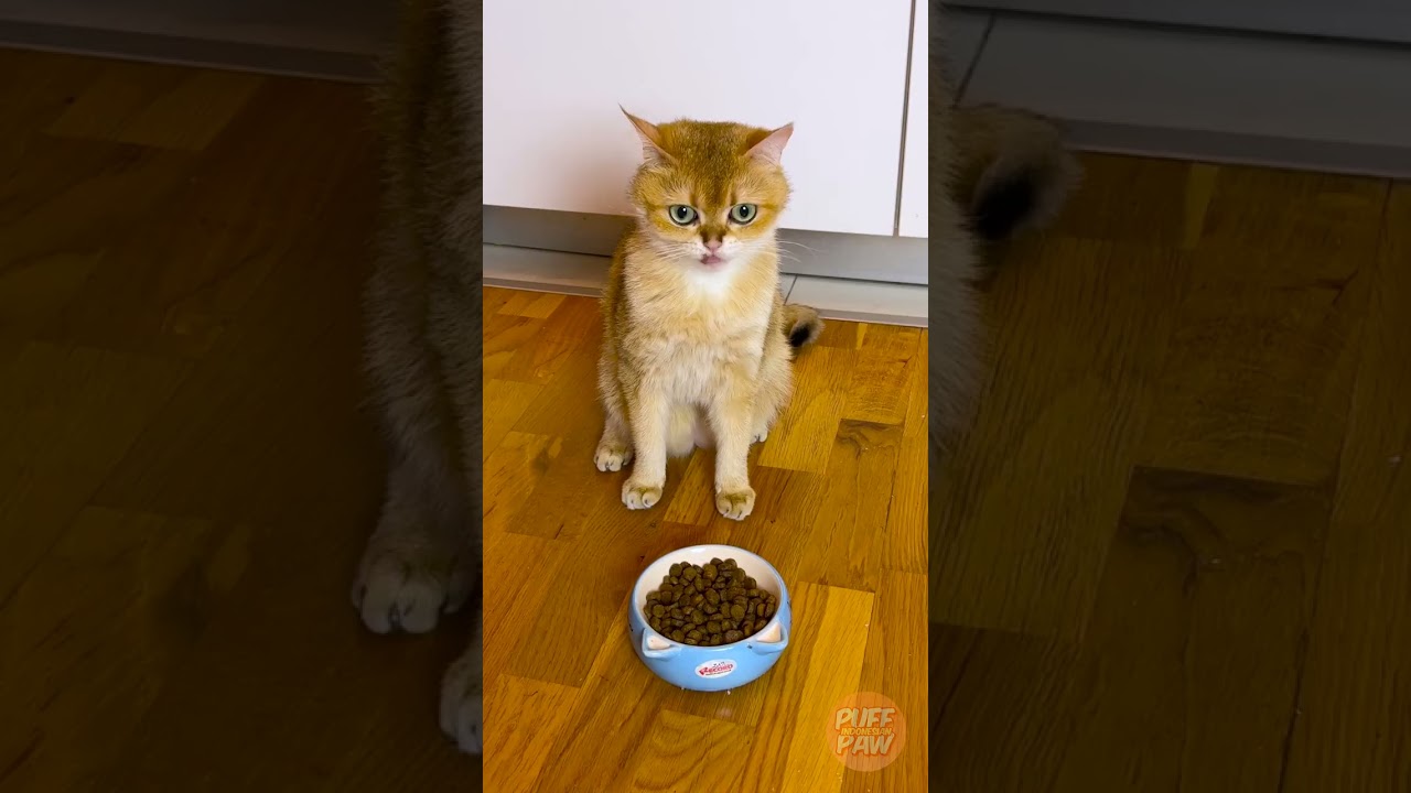 🎄❄️ Pohon Natal untuk Kucingku? 🐾🐱 Saksikan Momen Meow-tasticnya! 🎅✨