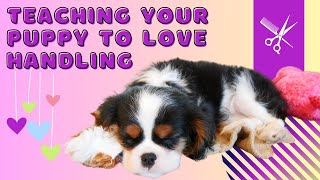 How To Teach Your New Cavalier Puppy to Enjoy Handling And Grooming 🐶 Cavalier Puppy Training Tips