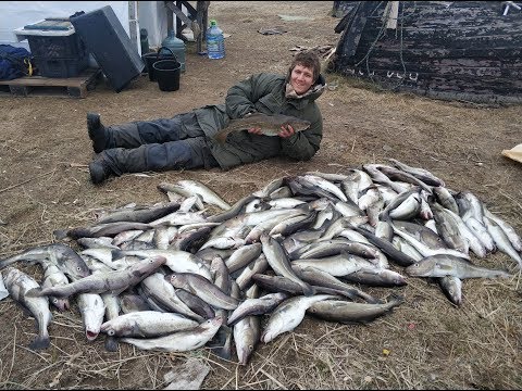 Супер рыбалка РЫБАЧИЙ, ТЕРИБЕРКА, УМБА Полный Прицеп рыбы