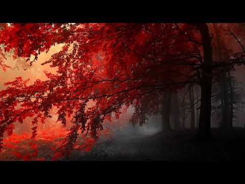 "OČIGLEDNI DOKAZI BOŽIJEG POSTOJANJA" - šejh Muhammed Ša'ravi - I dio