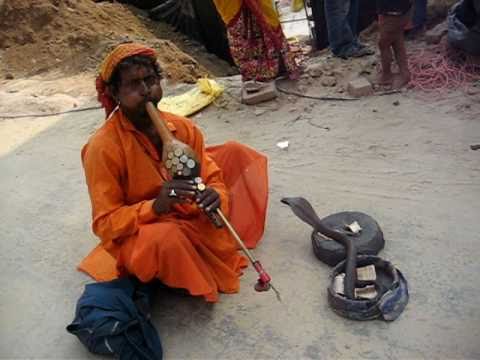 भारत में सांपों का आकर्षण — वीडियो थंबनेल