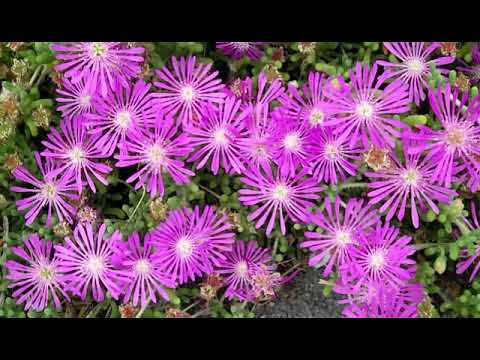 Drosanthemum floribundum 'Floribunda Purple'