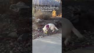 Video preview image #1 Great Pyrenees-Unknown Mix Puppy For Sale in Winter Park, CO, USA