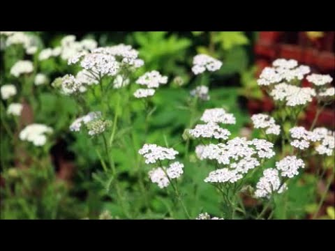 How to Grow Achillea (Yarrow) from Seed