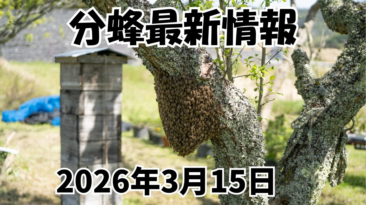 九州北部でも分蜂開始！ニホンミツバチ分蜂状況解説！2026年3月15日 #分蜂マップ