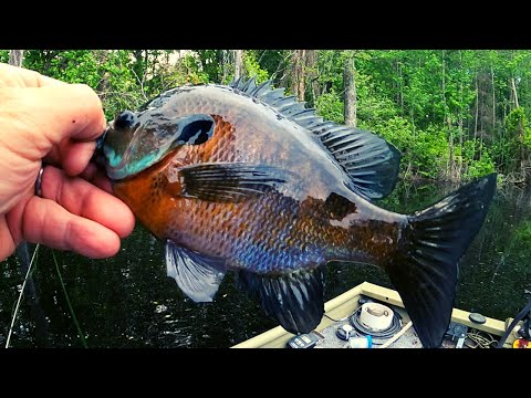 Is Bobber Fishing with Worms the MOST EFFECTIVE Way to Catch Bream?