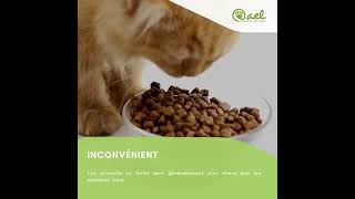 Les avantages et les inconvénients de la nourriture en conserve pour chat