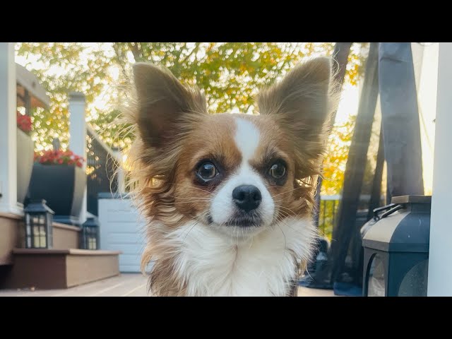 Judge.me YouTube video placeholder