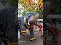 #shorts വഴുവാടി കാശിനാഥൻ #aanakeralam #youtubeshorts #aanakambam #elephantattack #trending