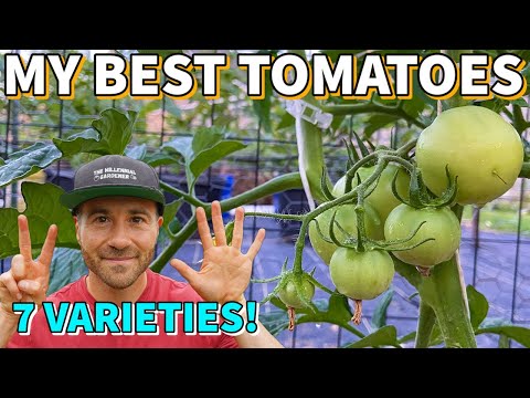 , title : '7 Tomat yang HARUS Saya Tanam SETIAP Tahun: Varietas Tomat TERBAIK Saya'