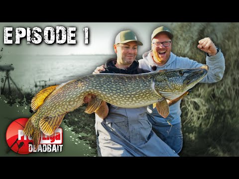 Unfassbare Fänge mit Köderfisch! 🔴 Profi Liga Deadbait, Episode 1