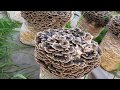 Outdoor Grown Turkey Tail Mushrooms In Vermont Close Up